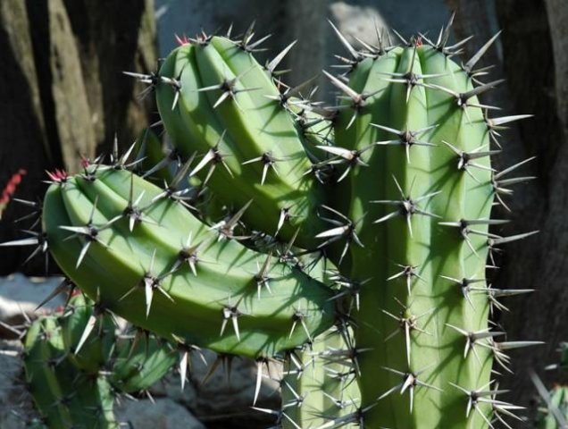 Myrtillocactus_cochal